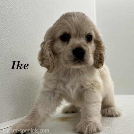 puppy, for, sale, Cocker Spaniel, Joe & Cherri  Overlease, dog, breeder, Miller, MO, dog-breeder, puppy-for-sale, forsale, nearby, find, puppyfind, locator, puppylocator, aca